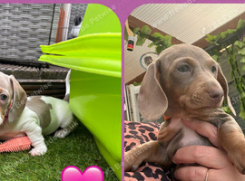 Miniature Dachshund puppies