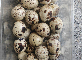 Jumbo Quail Fertile Eggs