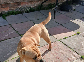 Looking to rehome our 3 year old frenchie pei bambi