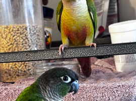 Conure babies