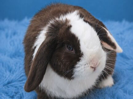 Choc split mini lop buck
