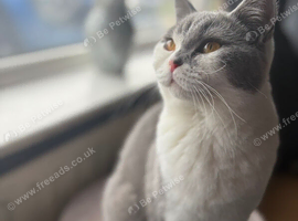 British shorthair 1 year old girl