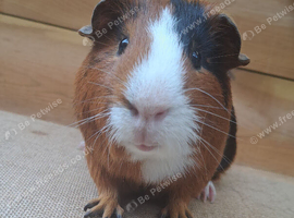 'Pablo'