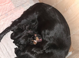 KC Working cocker spaniel