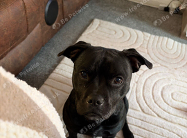 Beautiful 10 month old staffy/frenchie