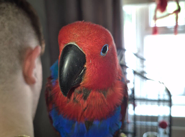 Talkative female eclectus.