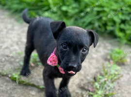 Playful Patterdale puppy's