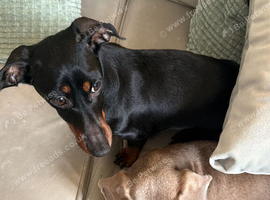 5 year old female. 9 month male