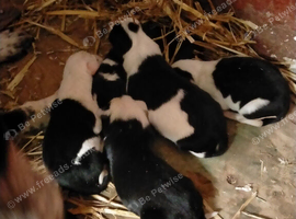 Sheepdog pups