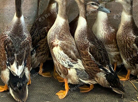Ducklings for sale