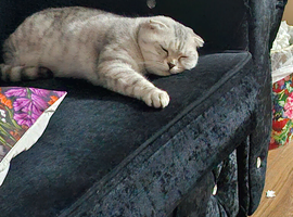 Scottishfold female