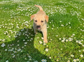 KC registered Labrador retriever puppy's