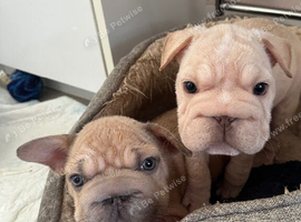 French bulldog puppies ready now!