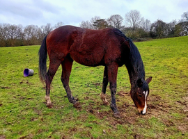 3 year old tb filly