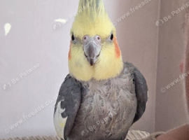 Semi tame male cockatiel.