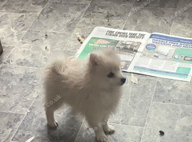 HANDSOME WHITE KLEIN SPITZ DOG PUPPY