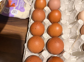 Hatching eggs