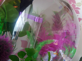 Baby Platty Fish