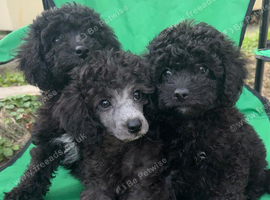 Stunning toy poodles