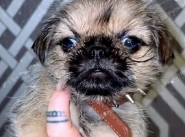 Female miniature Brussels griffon