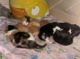 6 beautiful kittens
