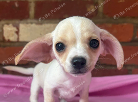 Tiny pale cream Chiweenie puppies ! Father Import from Las Vegas