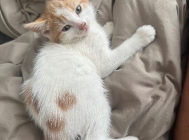 Beauful calico girl