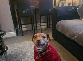 Terrier Boy 4yrs old