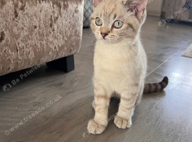 Stunning, pure British shorthair kitten