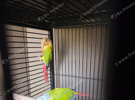 Breeding pair of conures