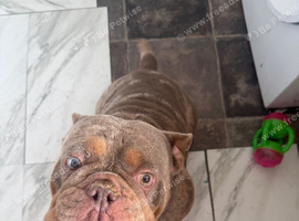 Old English male for sale