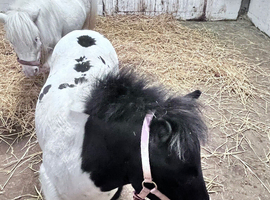 2 year old girl