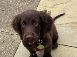 Cocker spaniel boy