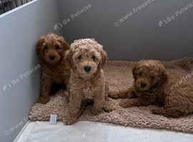 F1b Cavapoo Puppies 1 Boy 2 Girls
