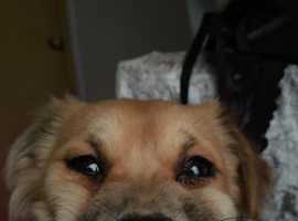 bruno