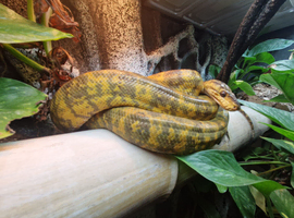 Amazon tree boa - Male