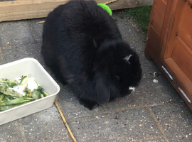 Rabbit for sale (shadow)