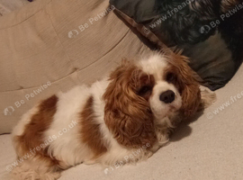 Cavalier King Charles spaniel