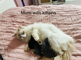 All kittens now reserved