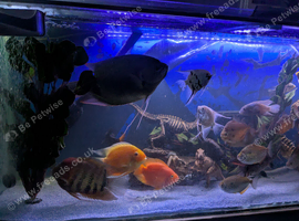 RED TAILED GIANT GOURAMI