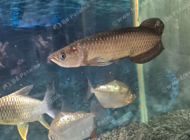Jardini arowana