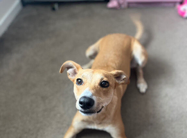 Lurcher cross