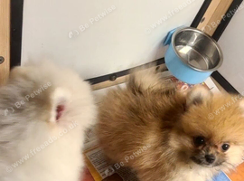 Pomeranian puppies ready now 1 male . 1 female