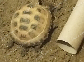 Horsfield tortoise
