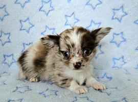 Long haired Choc Merle pups, Thai dad...