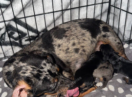 Miniature dachshunds