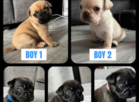 Frug puppies (French bulldog x Pug)