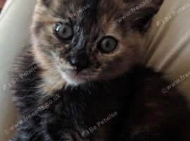 Kittens