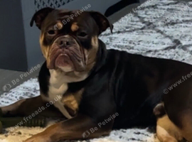 Bruno