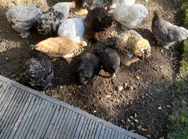 Bantam chickens